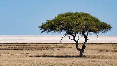 alleinstehender Baum in der Wüste in Namibia